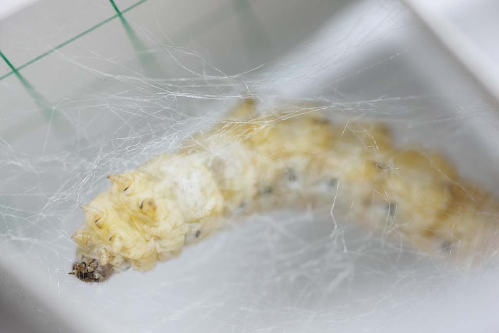 , , , , ,  .,larva silkworm, , Silkworm, ,  