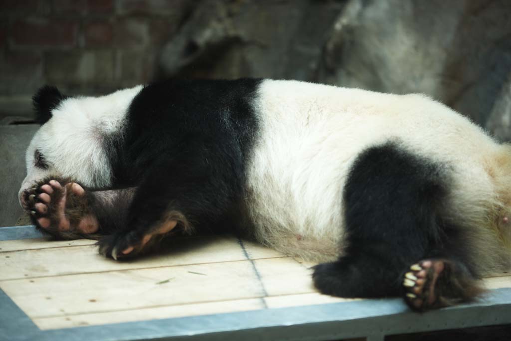 Foto, materieel, vrij, landschap, schilderstuk, bevoorraden foto,Reus panda, Panda, , Ik ben knap, Dutje