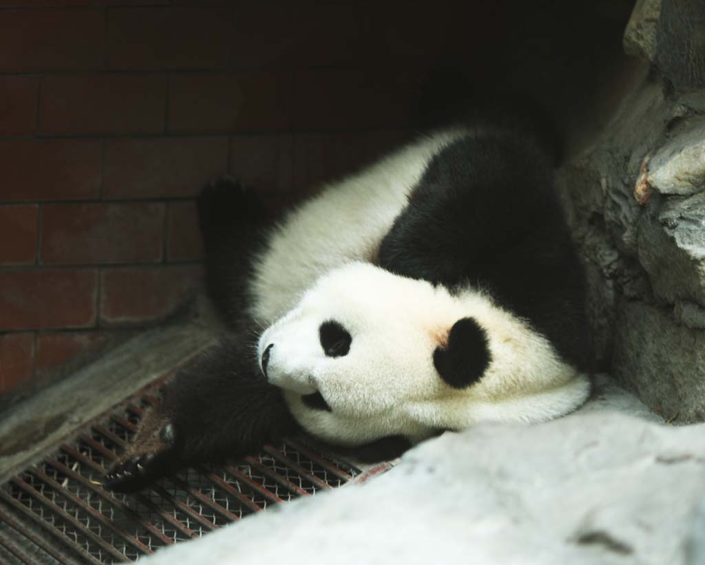 fotografia, material, livra, ajardine, imagine, proveja fotografia,Panda gigantesco, panda, , Eu estou bonito, cochilo