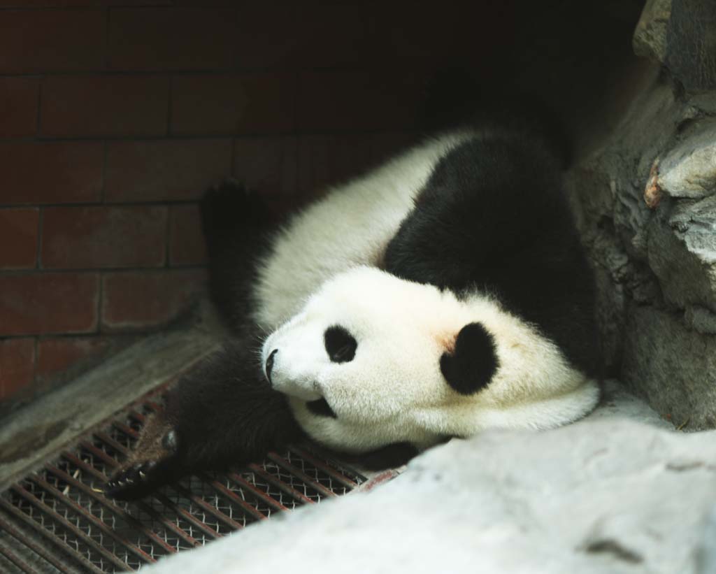 fotografia, materiale, libero il panorama, dipinga, fotografia di scorta,Panda gigante, panda, , Io sono bello, pisolino