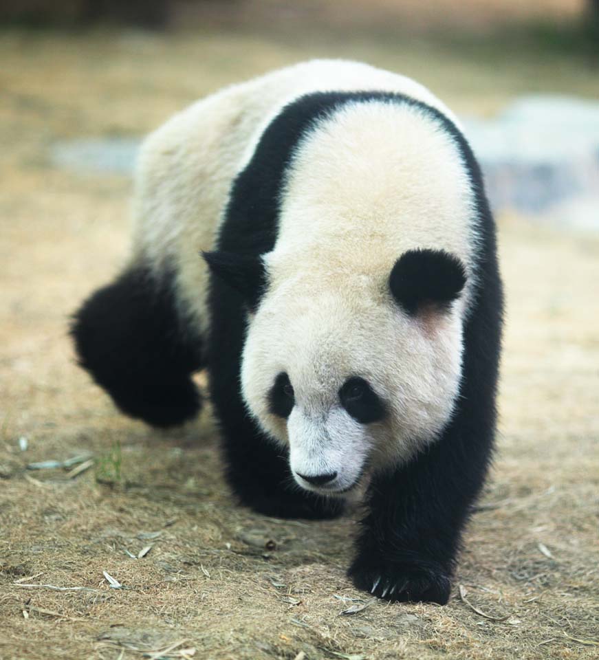 Foto, materieel, vrij, landschap, schilderstuk, bevoorraden foto,Reus panda, Panda, , Ik ben knap, Wandeling