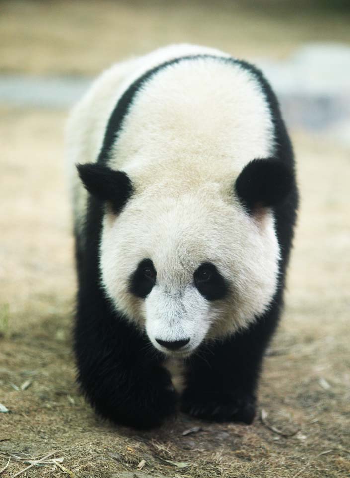 Foto, materiell, befreit, Landschaft, Bild, hat Foto auf Lager,Riesiger Panda, Panda, , Ich bin schn, Spaziergang