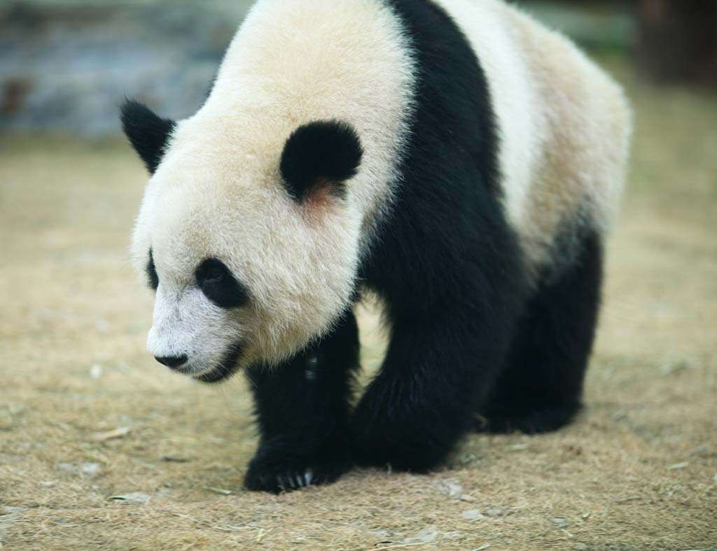 fotografia, materiale, libero il panorama, dipinga, fotografia di scorta,Panda gigante, panda, , Io sono bello, passeggiata