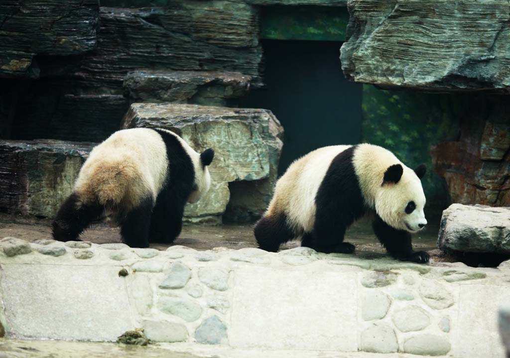 Foto, materieel, vrij, landschap, schilderstuk, bevoorraden foto,Reus panda, Panda, , Ik ben knap, Wandeling