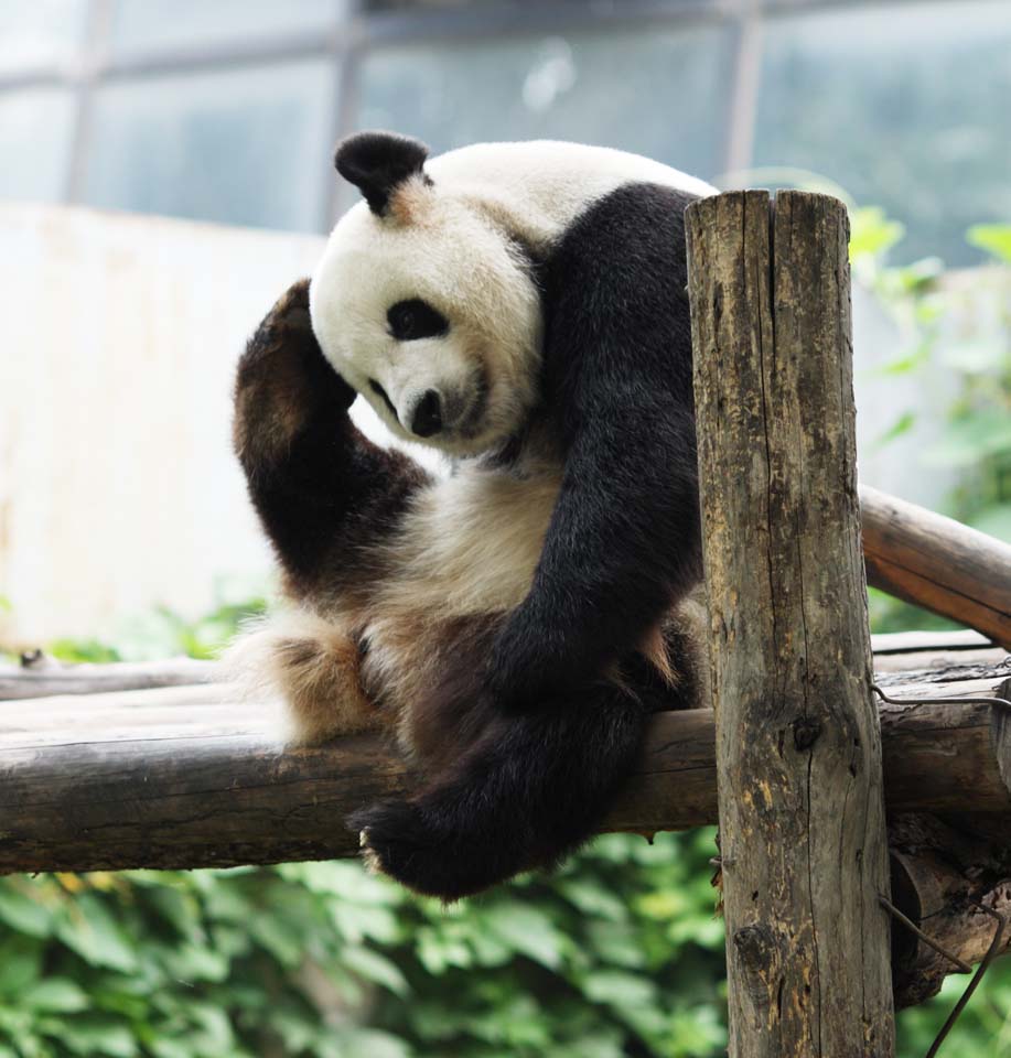 Foto, materiell, befreit, Landschaft, Bild, hat Foto auf Lager,Riesiger Panda, Panda, , Ich bin schn, Geste