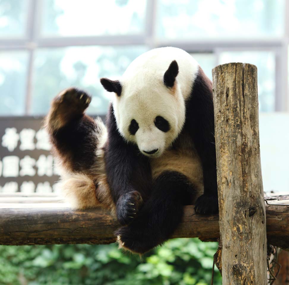 fotografia, materiale, libero il panorama, dipinga, fotografia di scorta,Panda gigante, panda, , Io sono bello, gesto