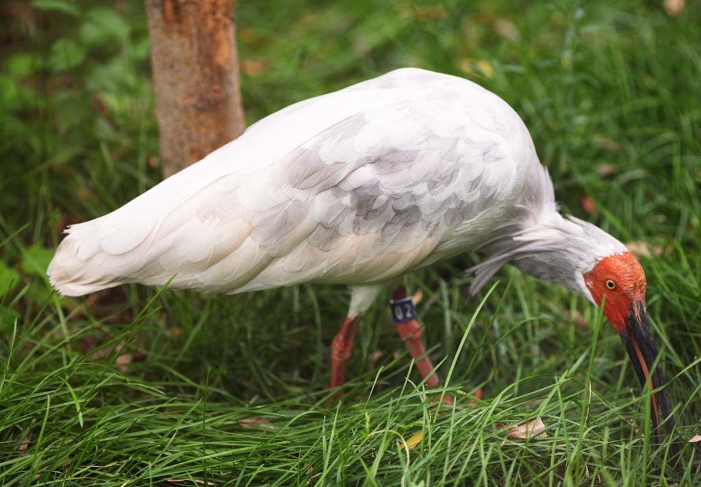 foto,tela,gratis,paisaje,fotografa,idea,Un japons alcanz la cumbre de ibis, Tiempo, Ibis coronados japoneses, , 