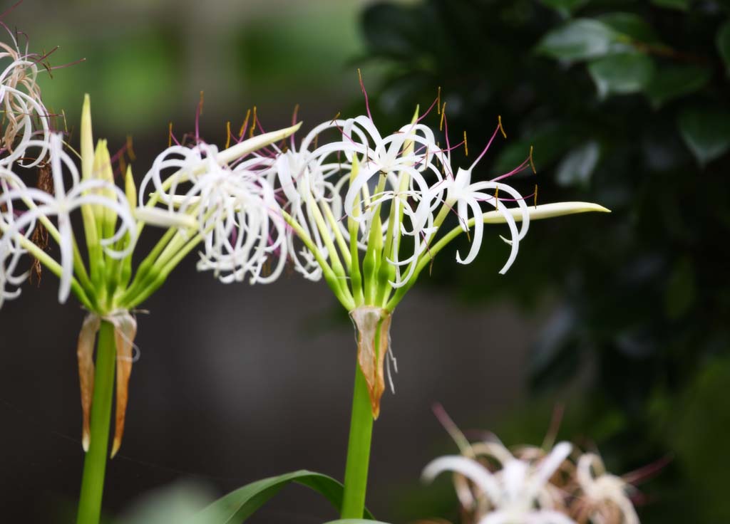 Foto, materiell, befreit, Landschaft, Bild, hat Foto auf Lager,Ein crinum, , crinum, , lieber Geruch