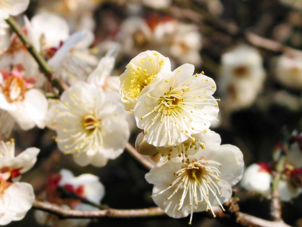 photo, la matire, libre, amnage, dcrivez, photo de la rserve,Blanche prune dans fleur pleine, prune, , , 