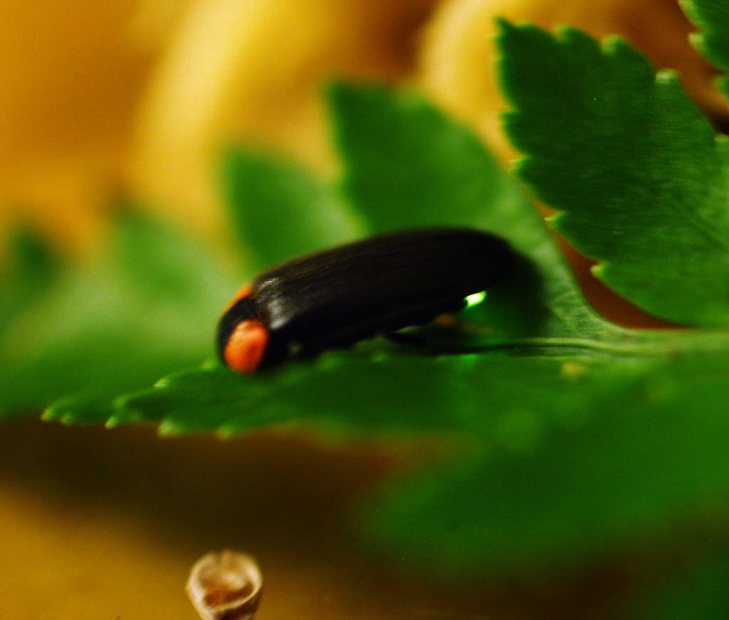 photo,material,free,landscape,picture,stock photo,Creative Commons,A firefly, firefly, , , Light