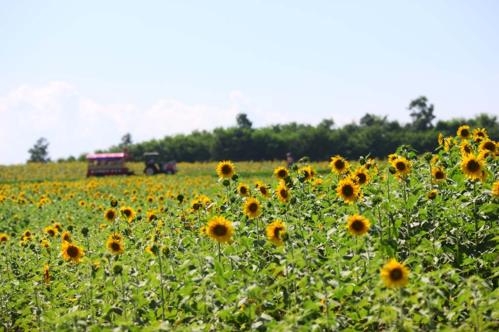 Foto, materiell, befreit, Landschaft, Bild, hat Foto auf Lager,Die Sonnenblume der einen Seite, Sonnenblume, , , 