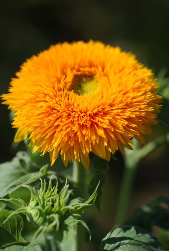 foto,tela,gratis,paisaje,fotografa,idea,El girasol del florecer en el doble, Girasol, , , 