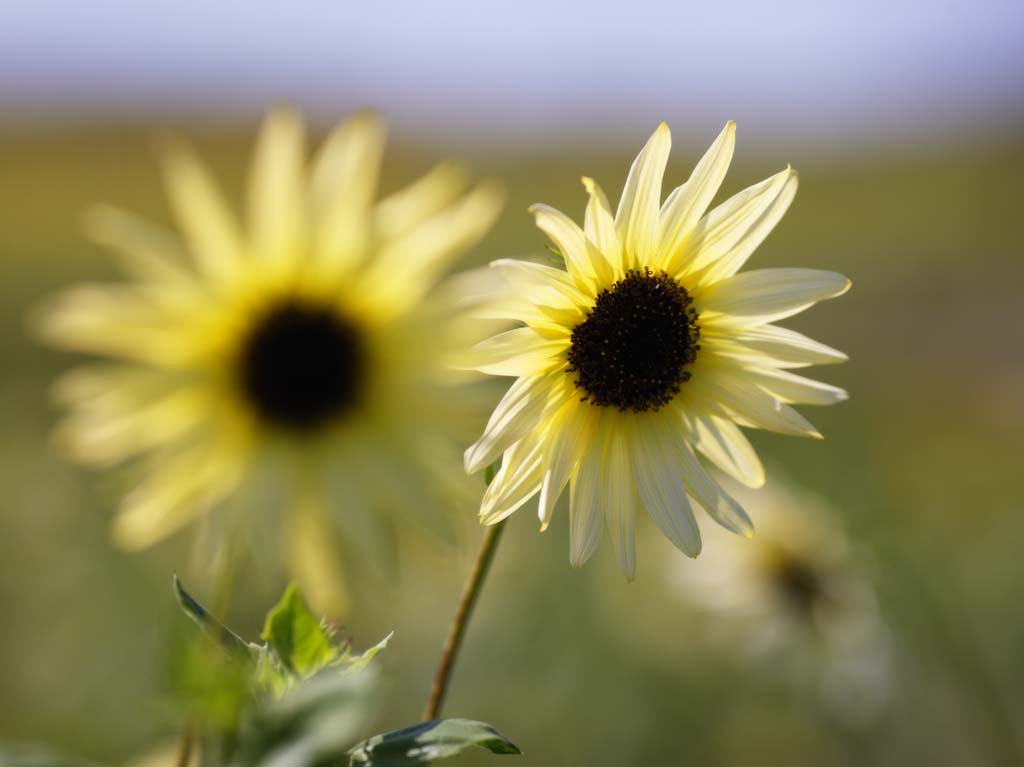 fotografia, materiale, libero il panorama, dipinga, fotografia di scorta,Un girasole francese, girasole, , , 