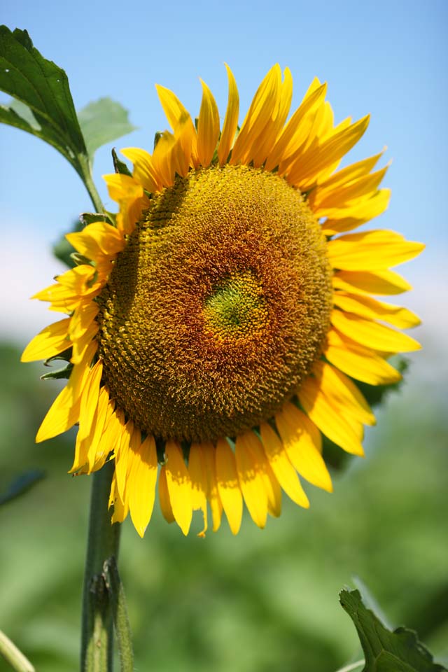 Foto, materieel, vrij, landschap, schilderstuk, bevoorraden foto,Een zonnebloem, Zonnebloem, , , 