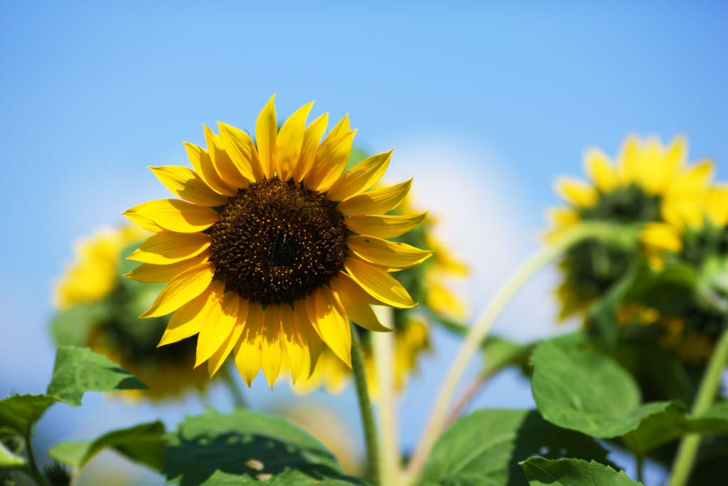 Foto, materieel, vrij, landschap, schilderstuk, bevoorraden foto,Een zonnebloem, Zonnebloem, , , 