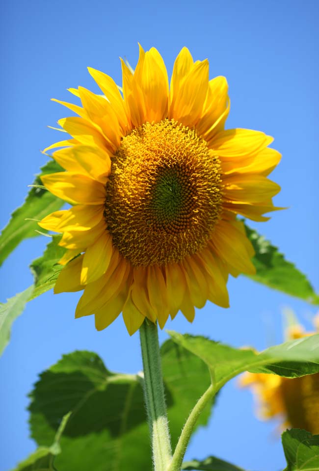 Foto, materieel, vrij, landschap, schilderstuk, bevoorraden foto,Een zonnebloem, Zonnebloem, , , 