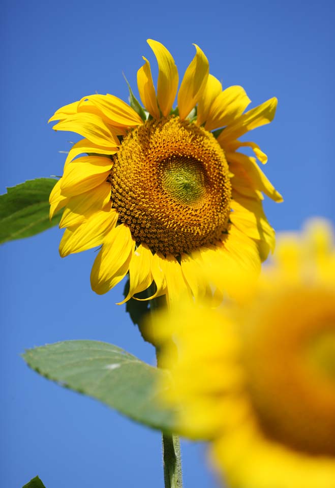 photo,material,free,landscape,picture,stock photo,Creative Commons,A sunflower, sunflower, , , 