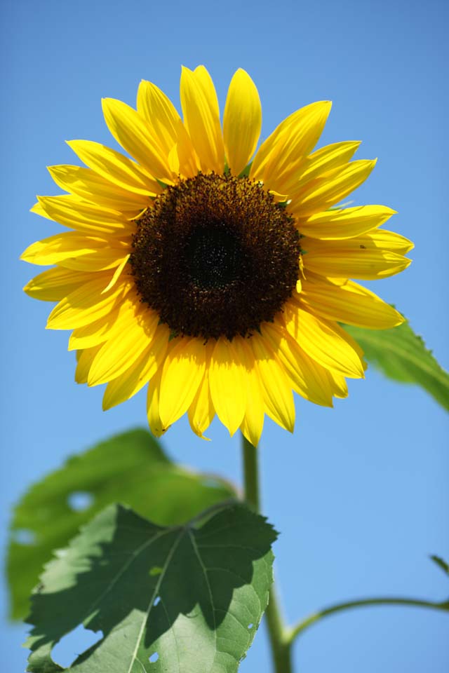 foto,tela,gratis,paisaje,fotografa,idea,Un girasol, Girasol, , , 