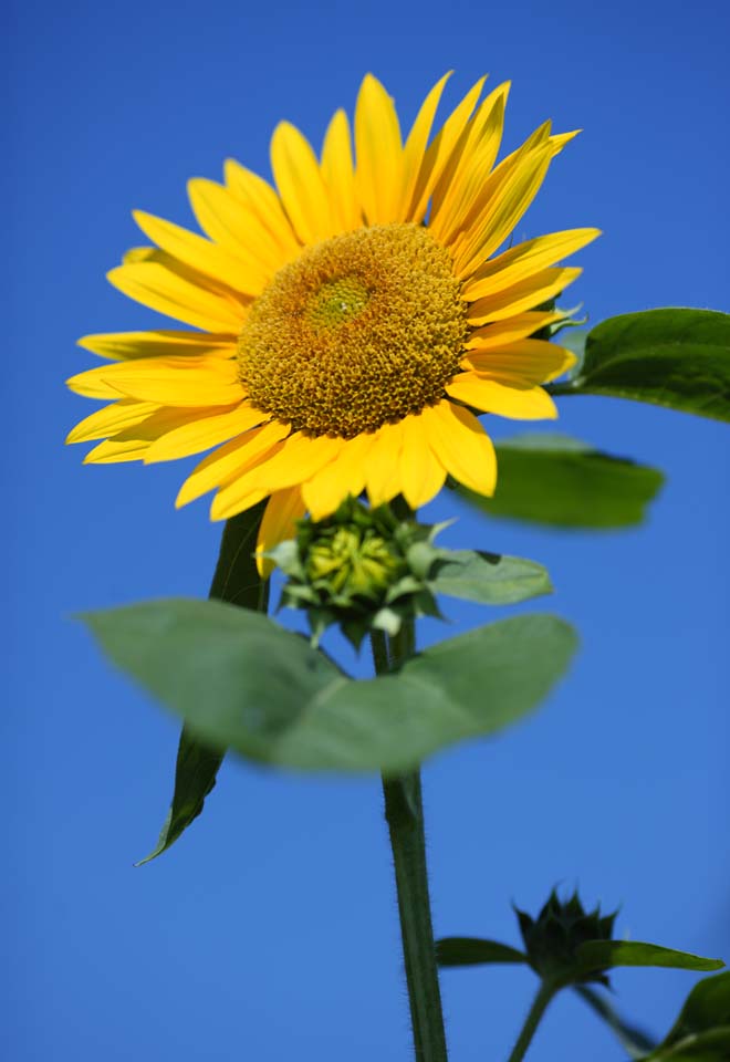 Foto, materieel, vrij, landschap, schilderstuk, bevoorraden foto,Een zonnebloem, Zonnebloem, , , 