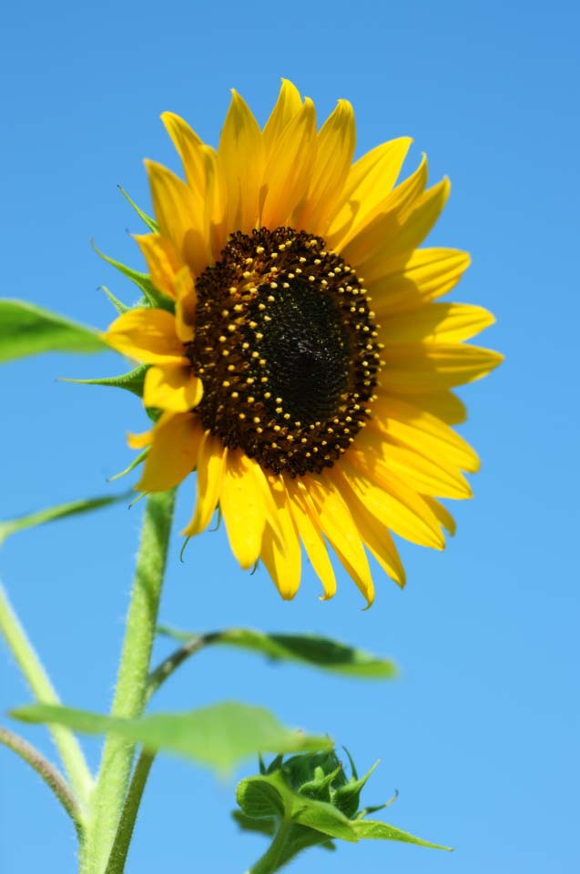 Foto, materiell, befreit, Landschaft, Bild, hat Foto auf Lager,Eine Sonnenblume, Sonnenblume, , , 