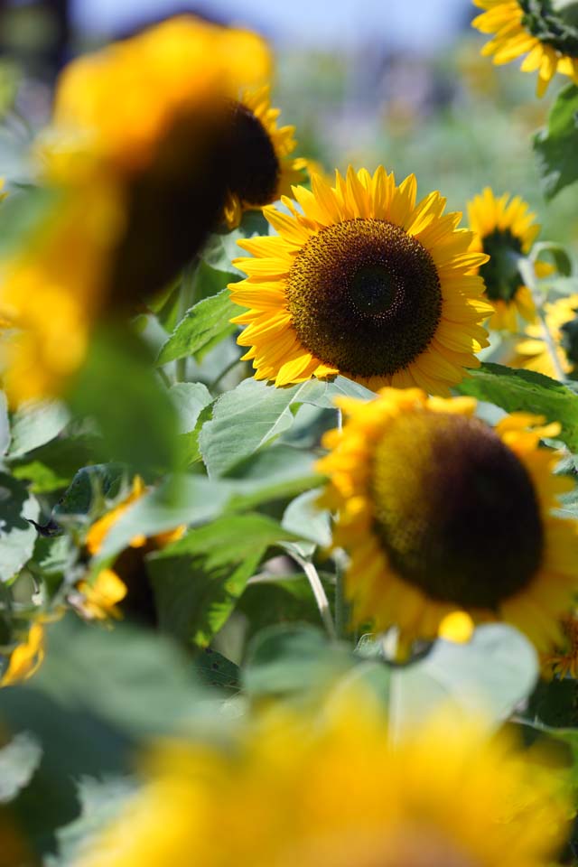 photo,material,free,landscape,picture,stock photo,Creative Commons,A sunflower, sunflower, , , 