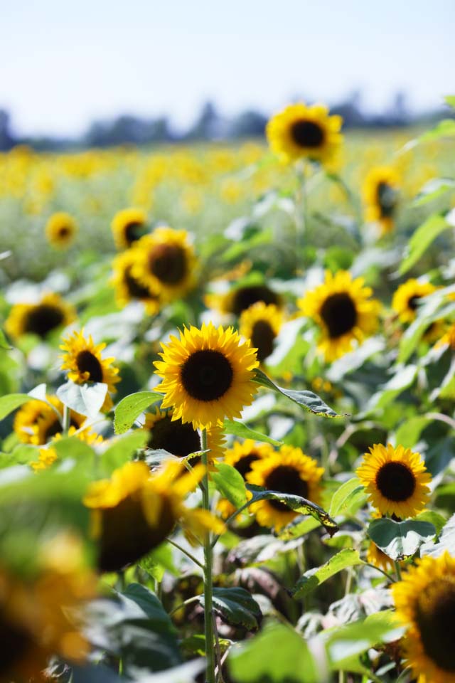 Foto, materieel, vrij, landschap, schilderstuk, bevoorraden foto,Een zonnebloem, Zonnebloem, , , 