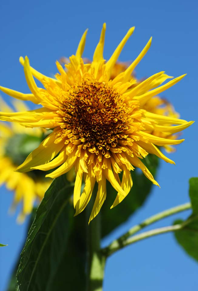 fotografia, materiale, libero il panorama, dipinga, fotografia di scorta,Un girasole, girasole, , , 