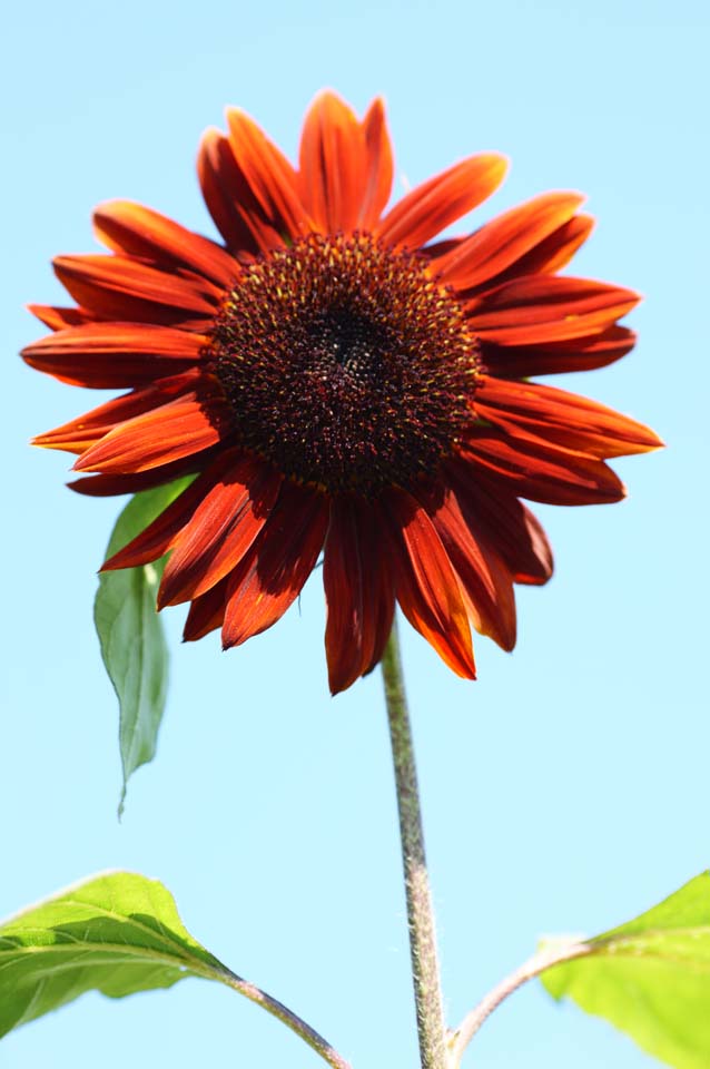 Foto, materieel, vrij, landschap, schilderstuk, bevoorraden foto,Een zonnebloem, Zonnebloem, , , 