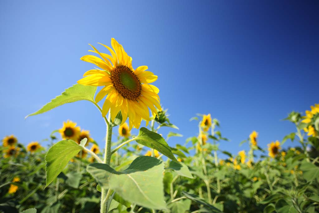 foto,tela,gratis,paisaje,fotografa,idea,El girasol del un equipo, Girasol, , , 