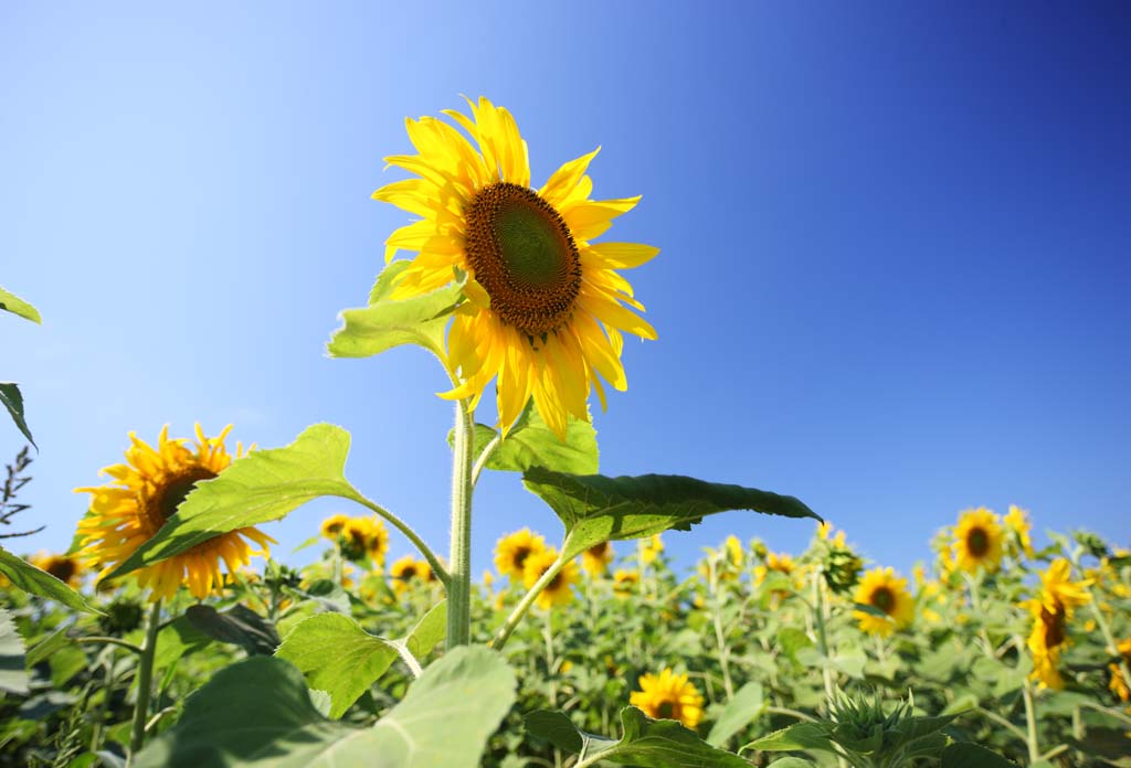 photo,material,free,landscape,picture,stock photo,Creative Commons,The sunflower of the one side, sunflower, , , 