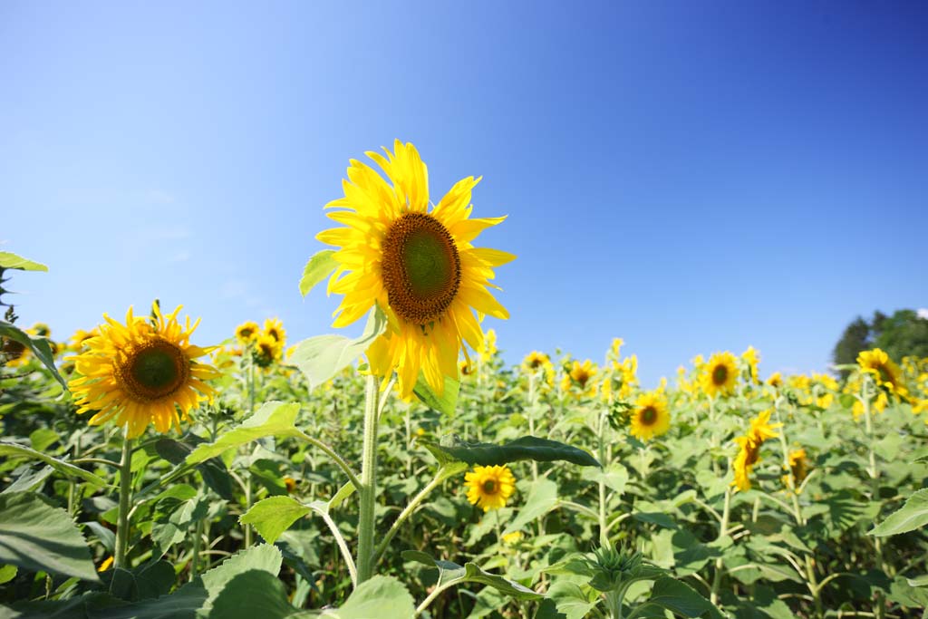 fotografia, materiale, libero il panorama, dipinga, fotografia di scorta,Il girasole del lato del uno, girasole, , , 