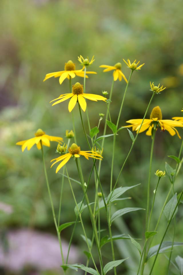 Foto, materiell, befreit, Landschaft, Bild, hat Foto auf Lager,Eine gelbe Blume, Bltenblatt, Natur, Wildes Gras, Die Blume des Feldes