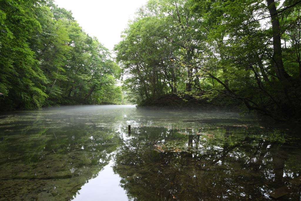 photo, la matire, libre, amnage, dcrivez, photo de la rserve,Parc de l'oiseau du lac, Transparence, Brouillard du matin, source, fort vierge