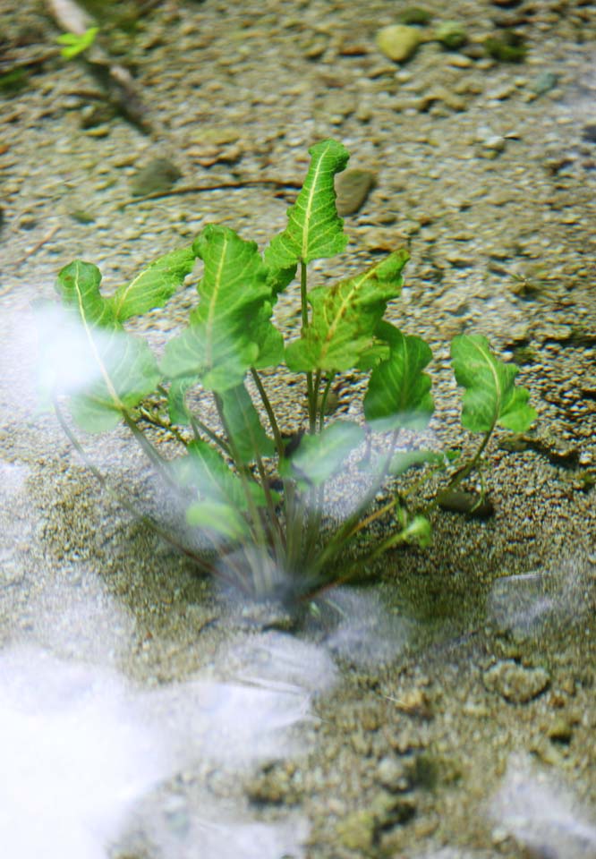 Foto, materieel, vrij, landschap, schilderstuk, bevoorraden foto,Ht waterweed van de Plas vogel Parkeren, Transparence, Waterweed, Voorjaar, Zand