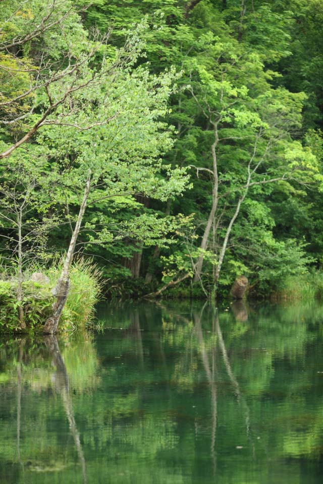 fotografia, material, livra, ajardine, imagine, proveja fotografia,Parque de pssaro de lago, Transparence, Vidoeiro branco, fonte, floresta de virgem