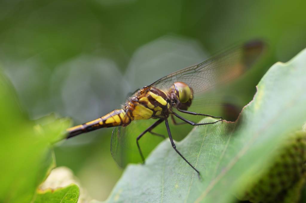 photo,material,free,landscape,picture,stock photo,Creative Commons,A dragonfly, dragonfly, , feather, Compound eyes