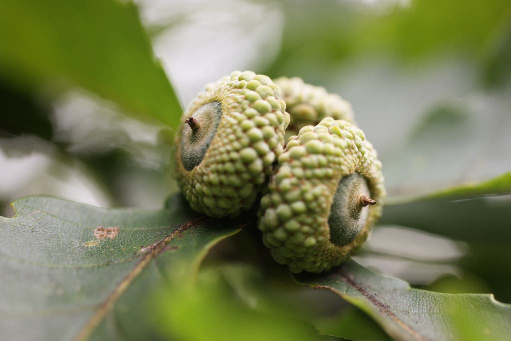 photo,material,free,landscape,picture,stock photo,Creative Commons,A young acorn, An acorn, , , forest