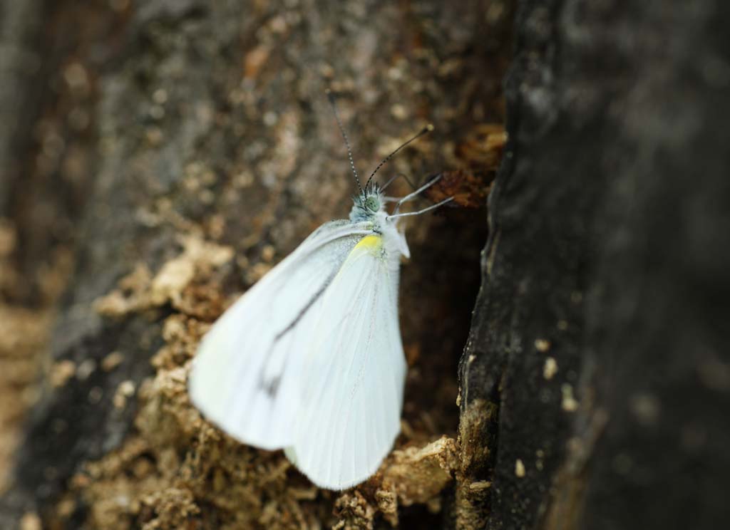 foto,tela,gratis,paisaje,fotografa,idea,Mariposa de brimstone de bizarrerie de lnea, Mariposa, , , Pluma