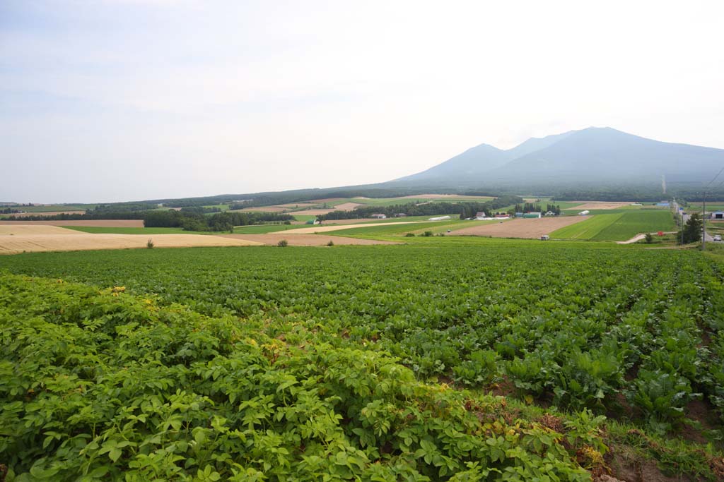 fotografia, materiale, libero il panorama, dipinga, fotografia di scorta,Un scenario rurale di Furano, campo, Mt. Tokachi-dake, Il paese, scenario rurale