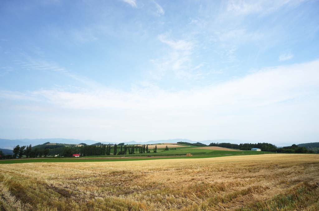 Foto, materiell, befreit, Landschaft, Bild, hat Foto auf Lager,Eine lndliche Landschaft von Furano, Feld, Pappel, Das Land, lndliche Landschaft