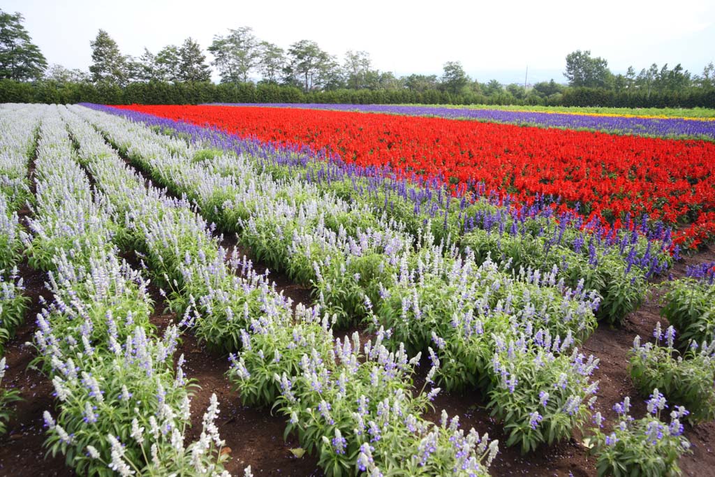 foto,tela,gratis,paisaje,fotografa,idea,Un jardn de flores de Furano, Jardn de flores, Salvia, Soy bonito, Fantasa