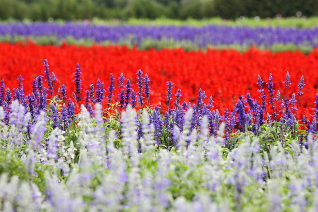 photo, la matire, libre, amnage, dcrivez, photo de la rserve,Un jardin de la fleur de Furano, jardin de la fleur, sage, Je suis joli, Rve