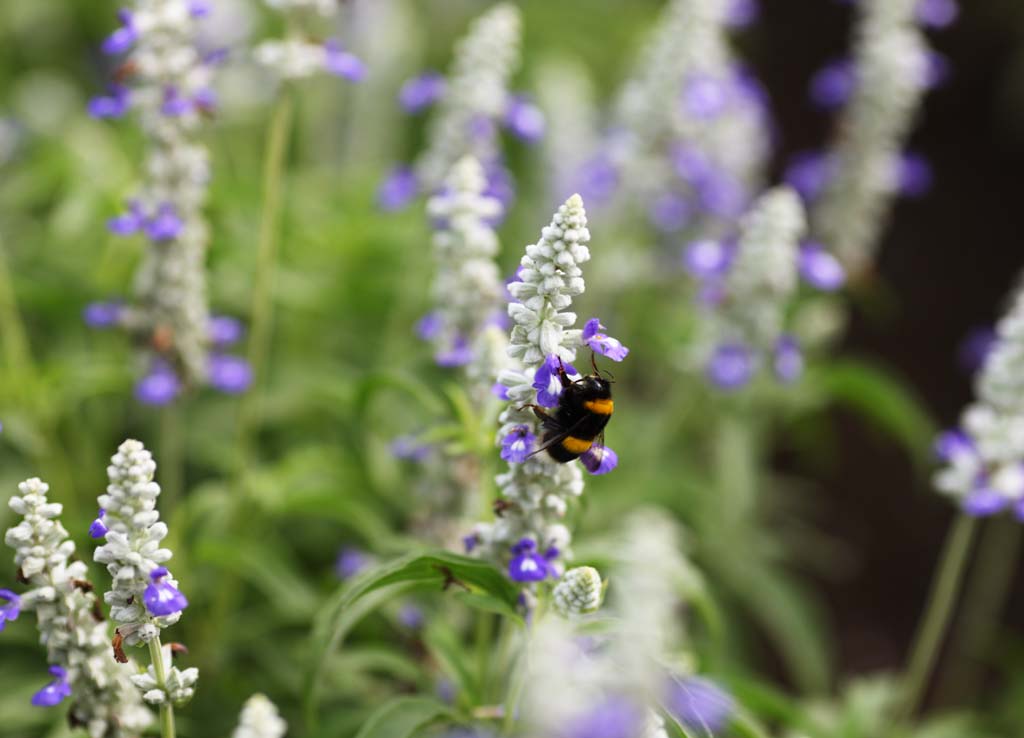 Foto, materieel, vrij, landschap, schilderstuk, bevoorraden foto,Hommel, Bee, , , Hersenschim