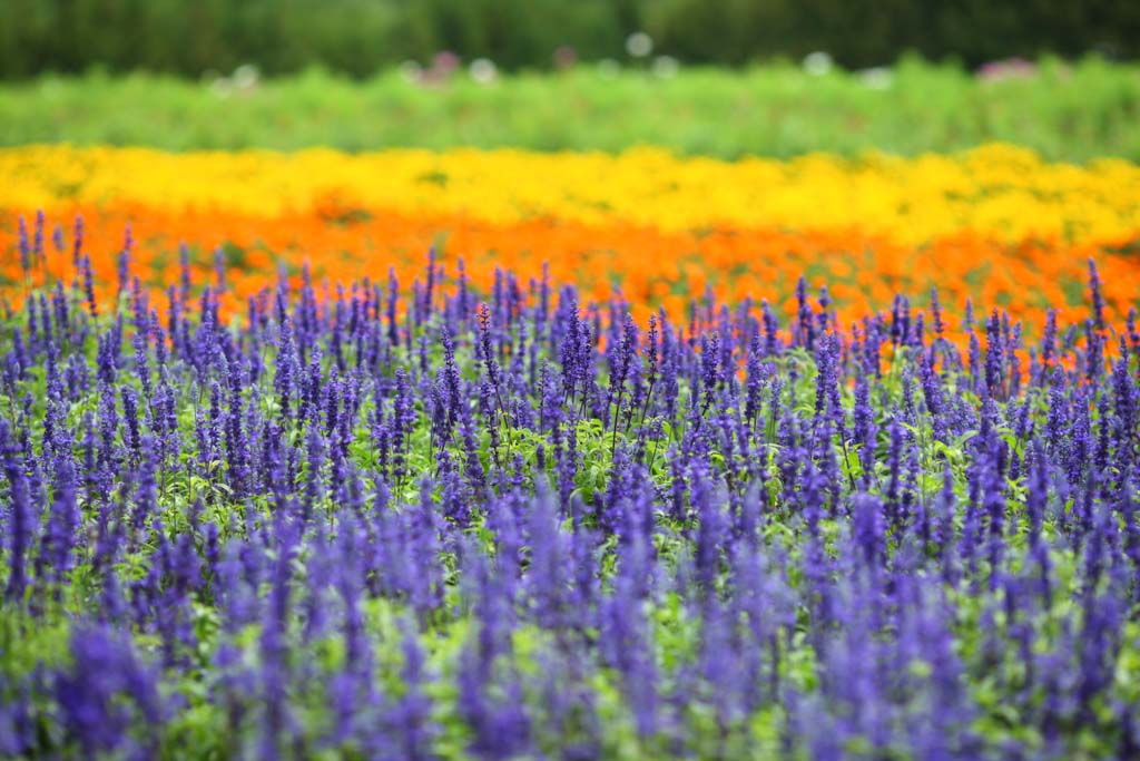 fotografia, material, livra, ajardine, imagine, proveja fotografia,Um jardim de flor de Furano, jardim de flor, salva azul, Eu estou bonito, Fantasia