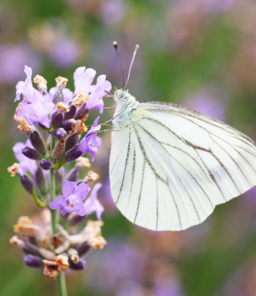 photo,material,free,landscape,picture,stock photo,Creative Commons,Line bizarrerie brimstone butterfly, butterfly, , , feather