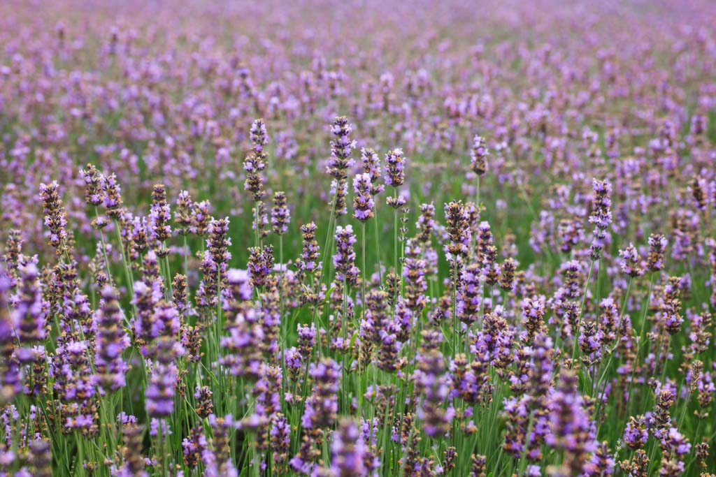 Foto, materieel, vrij, landschap, schilderstuk, bevoorraden foto,Een bloementuin van Furano, Bloementuin, Lavendelblauw, Ik ben knap, Hersenschim