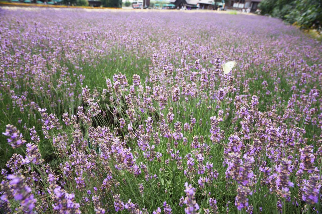 Foto, materiell, befreit, Landschaft, Bild, hat Foto auf Lager,Ein Blumengarten von Furano, Blumengarten, Lavendel, Ich bin schn, Phantasie