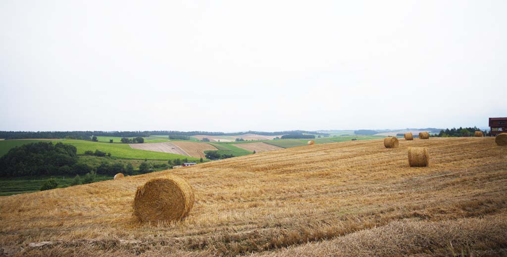 fotografia, materiale, libero il panorama, dipinga, fotografia di scorta,Un scenario rurale di Biei, campo, rotolo di erba, Il paese, scenario rurale