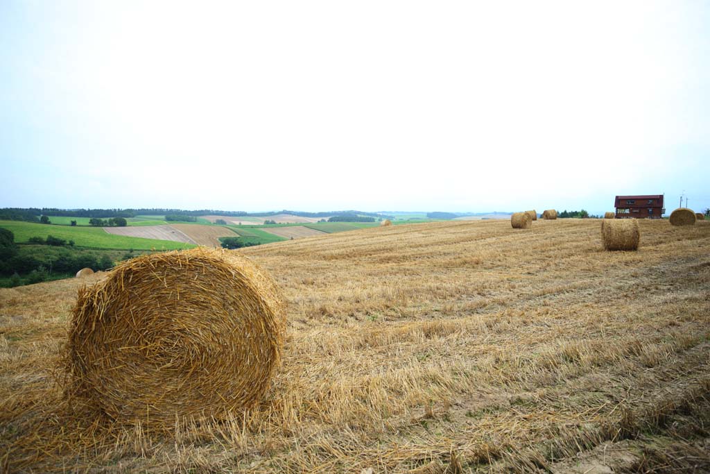 fotografia, materiale, libero il panorama, dipinga, fotografia di scorta,Un rotolo di erba, campo, rotolo di erba, Il paese, scenario rurale