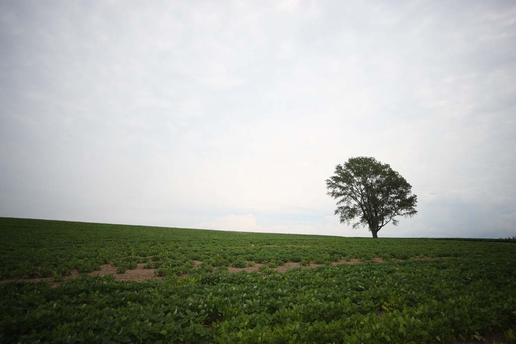 photo, la matire, libre, amnage, dcrivez, photo de la rserve,Un arbre de la philosophie, champ, arbre, Le pays, dcor rural